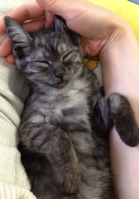 一年前のラピス