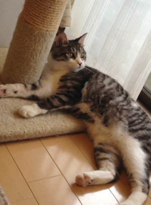 大きくなったレオ