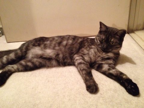 大きくなったラピス