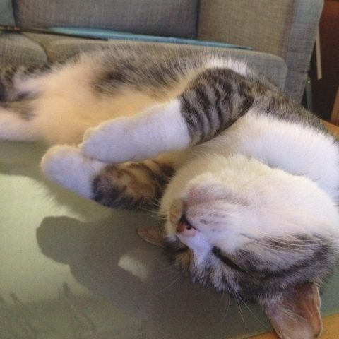 ホッとしているレオ