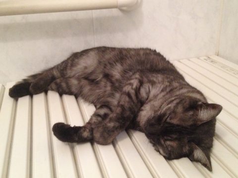 お風呂の蓋の上は気持ちいいニャン