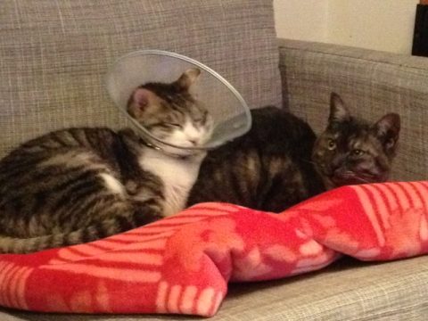 癒しの猫ニャンズ